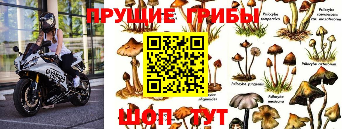 Ржев  Псилоцибиновые грибы MAGIC MUSHROOMS  Вход с VPN  Галлюциногенные грибы мухоморы 